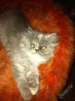 Лот: 1053342. Фото: 2. Персидский котенок девочка. Животные и уход