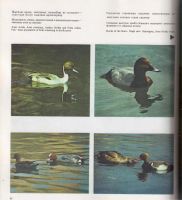 Лот: 4389759. Фото: 3. Там, где зимуют фламинго - красочный... Литература, книги