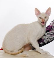 Лот: 12880631. Фото: 6. котята корниш-рекс, американцы