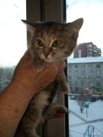 Лот: 12706631. Фото: 4. отдам котят помогу с стерилизацией. Красноярск