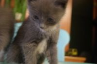 Лот: 4834640. Фото: 5. Пушистый подарок на Новый Год