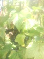 Лот: 1065646. Фото: 6. Отличный плодородный участок ст...