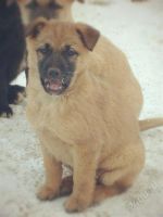 Лот: 2407680. Фото: 3. Лучшие шенки)только посмотрите... Растения и животные