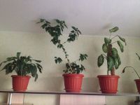 Лот: 7583902. Фото: 3. Роза комнатная. Растения и животные