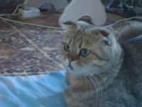 Лот: 5167430. Фото: 4. Милые котята!. Красноярск