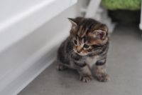 Лот: 10918405. Фото: 3. Котенок мальчик (мама - британская... Растения и животные