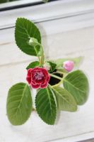 Лот: 3041414. Фото: 3. Глоксиния 2 (цветёт). Растения и животные