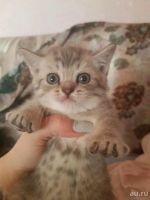 Лот: 10646552. Фото: 3. Котята британцы. Растения и животные