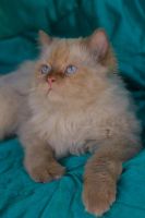 Лот: 5847763. Фото: 4. Шикарный породистый кот бесплатно. Красноярск