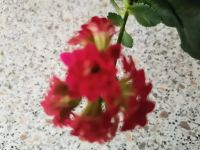 Лот: 13368977. Фото: 4. Каланхое. Красноярск