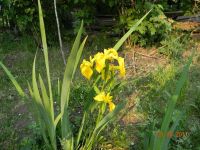 Лот: 2745451. Фото: 2. ирисы болотные (желтые, высокорослые... Семена, рассада, садовые растения