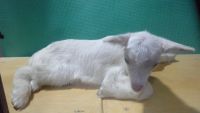 Лот: 8930705. Фото: 2. Козочка комолая Зааненско-альпийская. Животные и уход