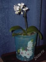 Лот: 1232475. Фото: 2. орхидея фаленопсис Альба. Комнатные растения и уход