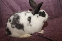 Лот: 9321023. Фото: 4. Карликовые кролики. Красноярск