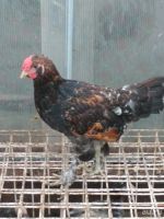 Лот: 10213190. Фото: 2. красавец петух. Животные и уход