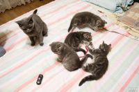 Лот: 8425773. Фото: 3. Шотландские котята. Растения и животные