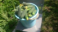 Лот: 14062136. Фото: 2. Огурцы свежие, ведро 10 литров... Продукты