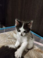 Лот: 20547388. Фото: 2. Котята в добрые руки от кошки-мышеловки. Животные и уход