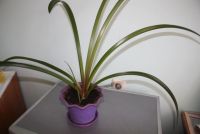 Лот: 20076814. Фото: 2. Гиппеаструм с горшком. Комнатные растения и уход