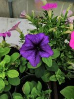 Лот: 13939586. Фото: 3. Рассада цветущей махровой, ампельной... Для дачи, дома, огорода, бани, парка