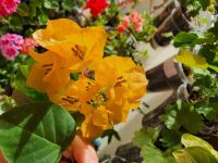 Лот: 14026993. Фото: 2. Бугенвиллия California gold. Комнатные растения и уход