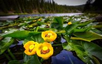Лот: 15202489. Фото: 3. Кубышка жёлтая, или кувшинка жёлтая... Для дачи, дома, огорода, бани, парка