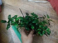 Лот: 8241312. Фото: 2. Анубиас пресноводное растение. Аквариумистика