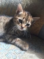 Лот: 16180412. Фото: 2. Котята мышеловы. Животные и уход