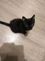 Лот: 18404869. Фото: 2. Котёнки. Чёрные, красивые. Можно... Животные и уход