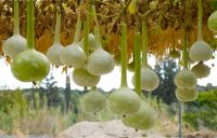 Лот: 25406510. Фото: 7. Тыква декоративная лагенария сухая...