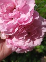 Лот: 19344472. Фото: 2. Роза канадская Джон Дэвис. Семена, рассада, садовые растения