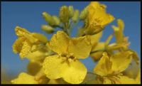Лот: 16769496. Фото: 2. Рыжиковое масло 100% (горячий... Продукты
