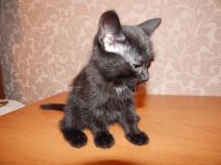 Лот: 6560228. Фото: 5. Котята