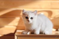 Лот: 4629654. Фото: 3. Британский котёнок (мальчик 3... Растения и животные