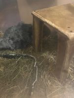 Лот: 23273219. Фото: 3. Шиншилла 1. Растения и животные