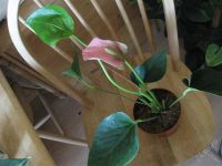 Лот: 1914894. Фото: 2. антуриум розовый " фламинго... Комнатные растения и уход