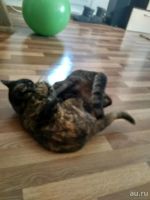 Лот: 13863300. Фото: 7. Заберите котика