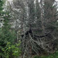 Лот: 25298875. Фото: 10. 2-комн. дача , садоводческое некоммерческое...