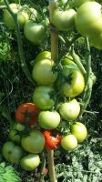 Лот: 6875923. Фото: 2. Семена томатов Ведро с куста... Семена, рассада, садовые растения