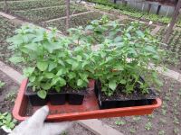 Лот: 7442616. Фото: 17. Продаем рассаду . Большой ассортимент...