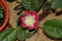 Лот: 2869679. Фото: 3. Глоксиния 14 (цветет). Растения и животные