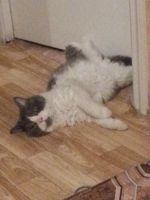 Лот: 5752742. Фото: 5. Кота в добрые руки!