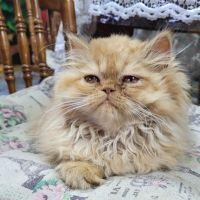Лот: 20680539. Фото: 3. Кошечка перс. Растения и животные