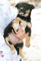 Лот: 3438174. Фото: 2. Щенки, чудесные охранники. Животные и уход