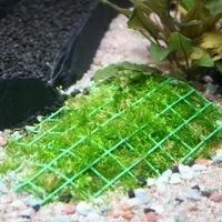 Лот: 13151679. Фото: 6. Риччия плавающая (Ricca fluitans...