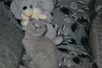 Лот: 2028325. Фото: 3. Шотландский котенок. Растения и животные