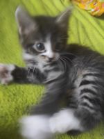Лот: 21059759. Фото: 2. Отдам котенка,славная девчушка... Животные и уход