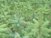 Лот: 8147755. Фото: 3. Ель колючая голубая (Picea pungens... Для дачи, дома, огорода, бани, парка
