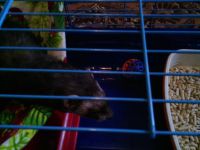 Лот: 7461735. Фото: 7. Хорек