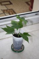 Лот: 4267712. Фото: 2. Абутилон Селло (комнатный клен... Комнатные растения и уход